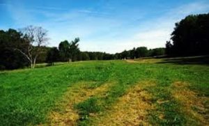 Off leash dog areas near Boston: Middlesex Fells Reservation