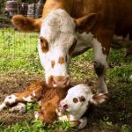 Natick Community Organic Farm