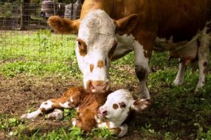 Natick Community Organic Farm