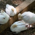 Natick Community Organic Farm