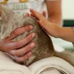 Best summer camps in Boston: ZooCamp at Franklin Park Zoo