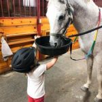 Horse riding lessons near Boston: Wildflower Stables