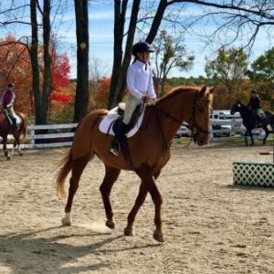 Horse riding lessons near Boston: Wildflower Stables